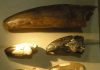 Tiny new fossil crocodile-relative had mammal-like teeth