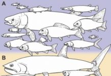 Today’s most successful fish weren’t always evolutionary standouts
