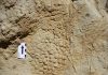 Unique skin impressions of the last dinosaurs from what is now Europe