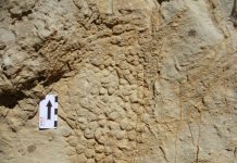 Unique skin impressions of the last dinosaurs from what is now Europe