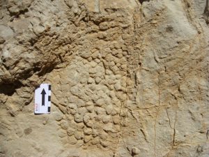 Dinosaur skin impression on rock. Credit: Víctor Fondevilla/UAB