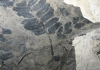 What the ancient CO2 record may mean for future climate change