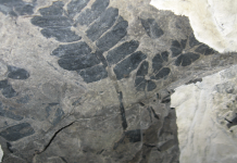 What the ancient CO2 record may mean for future climate change