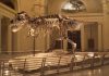 Why did T. rex have such small arms?