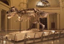 Why did T. rex have such small arms?