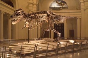 SUE the Dinosaur's forearm came to the Advanced Photon Source for its most detailed scan ever, which could shed light on why the large dinosaur had such small arms. Credit: Field Museum of Natural History