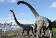 World first new dinosaur unearthed in Queensland town of Winton