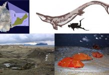 A giant predatory lizard swam in Antarctic seas near the end of the dinosaur age