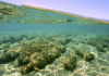 A window on Earth’s first life forms: finding more stromatolites