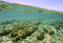 A window on Earth’s first life forms: finding more stromatolites