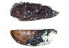 American scientists discover the first Antarctic ground beetle