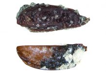 American scientists discover the first Antarctic ground beetle