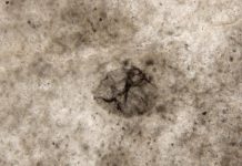 Ancient rocks hold evidence for life before oxygen