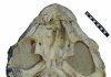 Ancient toothed turtles survived until 160m years ago