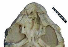 Ancient toothed turtles survived until 160m years ago