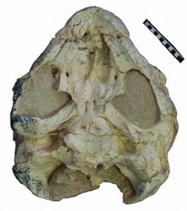 The well preserved palate of the previously unknown Sichuanchelys palatodentata with remnants of teeth