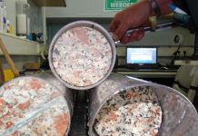 Asteroid impacts could create niches for early life, suggests Chicxulub crater study