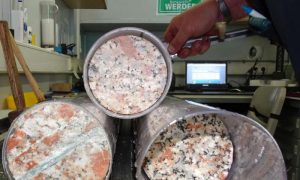 Recovered core from the Chicxulub impact crater. Credit: DSmith@ECORD