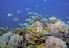 Certain corals, with high genetic diversity, may adapt to climate change