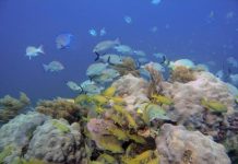 Certain corals, with high genetic diversity, may adapt to climate change