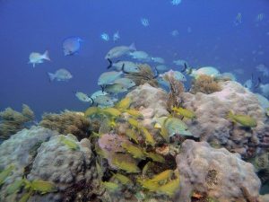 Orbicella, a genus of reef-building corals, may be able to survive future climate change. Credit: Monica Medina, NMNH