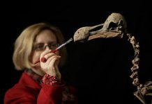 Composite skeleton of Dodo bird to be auctioned