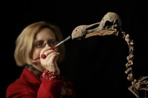 A staff member holds a brush as she poses for photographs with a Dodo skeleton, Raphus cucullatus, from Mauritius at Summers Place Auctions in Billingshurst, southern England, Thursday, Nov. 17, 2016. The skeleton from the species extinct since the 17th century is the first to come up for sale in 100 years and is estimated to fetch upto 500,000 pounds ($624,445 or 581,546 euro) in the "Evolution" sale on November 22. Credit: AP Photo/Matt Dunham