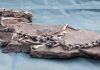 Dinosaur discovery casts light on final flurry of animals’ evolution