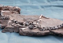 Dinosaur discovery casts light on final flurry of animals’ evolution