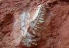 Dinosaurs’ rise was ‘more gradual,’ new fossil evidence suggests