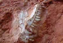 Dinosaurs’ rise was ‘more gradual,’ new fossil evidence suggests