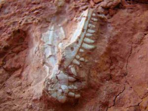 The skull of Buriolestes. Credit: Cabreira et al. 