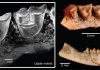 Endangered Australasian marsupials are ancient survivors of climate change