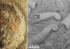 Greenland fossils reveal global ecosystem recovery after mass extinction