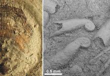 Greenland fossils reveal global ecosystem recovery after mass extinction