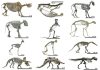 Herbivorous mammals have bigger bellies