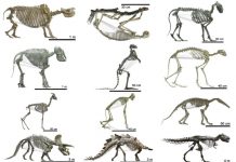Herbivorous mammals have bigger bellies