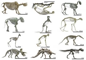 The shape of the ribcage in more than 120 tetrapods -- from prehistoric times up to the present day. Credit: UZH