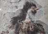 Keratin and melanosomes preserved in 130-million-year-old bird fossil