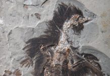 Keratin and melanosomes preserved in 130-million-year-old bird fossil