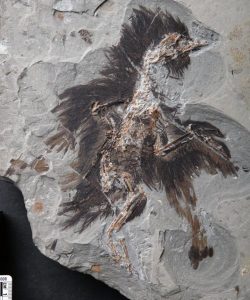 Eoconfuciusornis. Credit: Dr. Xiaoli Wang