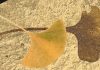 Living fossil genome unveiled