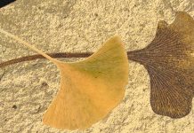 Living fossil genome unveiled