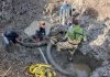 Mammoth exhibit highlights the ‘unfolding process of discovery’