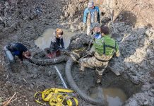Mammoth exhibit highlights the ‘unfolding process of discovery’