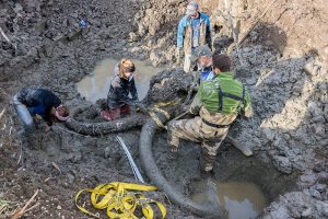 Securing the mammoth skull and tusks with straps before hoisting it out of the pit. Pictured from left to right (all from U-M): former archaeology graduate student Ashley Lemke, Earth and Environmental Sciences undergraduate Jessica Hicks, former paleontology graduate student John Fronimos (Ph.D. 2016), paleontologist Daniel Fisher, and paleontology graduate student Joe El-Adli. Image credit: Daryl Marshke, Michigan Photography