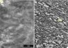 Original dinosaur claw sheath proteins preserved for 75 million years