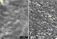 Original dinosaur claw sheath proteins preserved for 75 million years