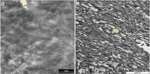 TEM micrographs of (a) ostrich claw sheath and (b) Citipati claw sheath. In both samples, parallel fibres can be seen running diagonally, and identical voids (yellow outlines) were observed among the fibres in both samples. Credit: Alison Moyer 