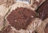 Patagonian fossil leaves reveal rapid recovery from dinosaur extinction event